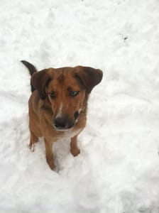 Krewe is Growing Fast at Runoia this Winter