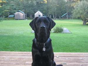 A Regal Cody at Camp Runoia